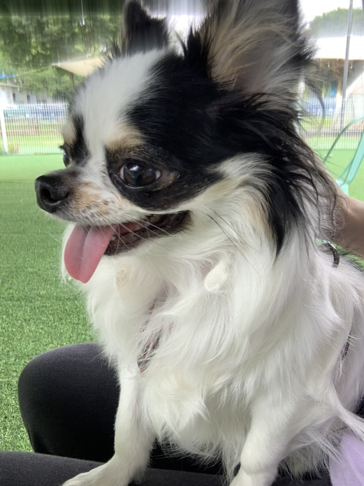  가평강아지동반카페 어반플레이스에서 바람쐬고 왔어요