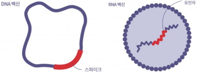 코로나 백신 개발의 종류와 원리 코로나 백신 개발의 종류와 원리