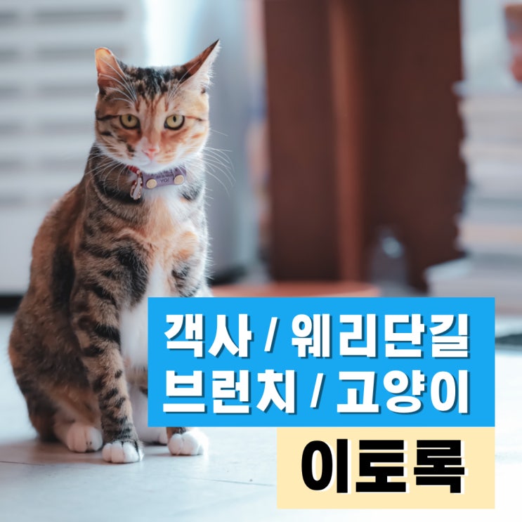 [ 이토록 ] 전주 객사 웨리단길 브런치 카페 / 고양이 / 분위기너무좋은곳 / 사진찍기좋은곳 / 쉬기좋은곳 / 가볼만한곳 / 추천