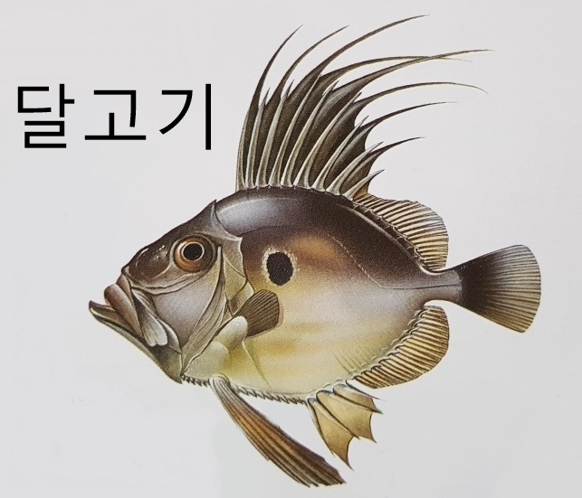  산갈치 도화돔 종류 특징 크기 (붉은개복치 얼게돔 철갑둥어 달고기 등)