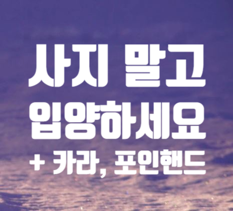  사지말고 입양하세요! 광고댓글 차단리스트up (+ 카라, 포인핸드)