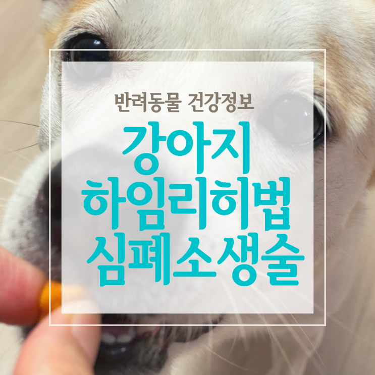  강아지 하임리히법과 심폐소생술을 알아봅니다!