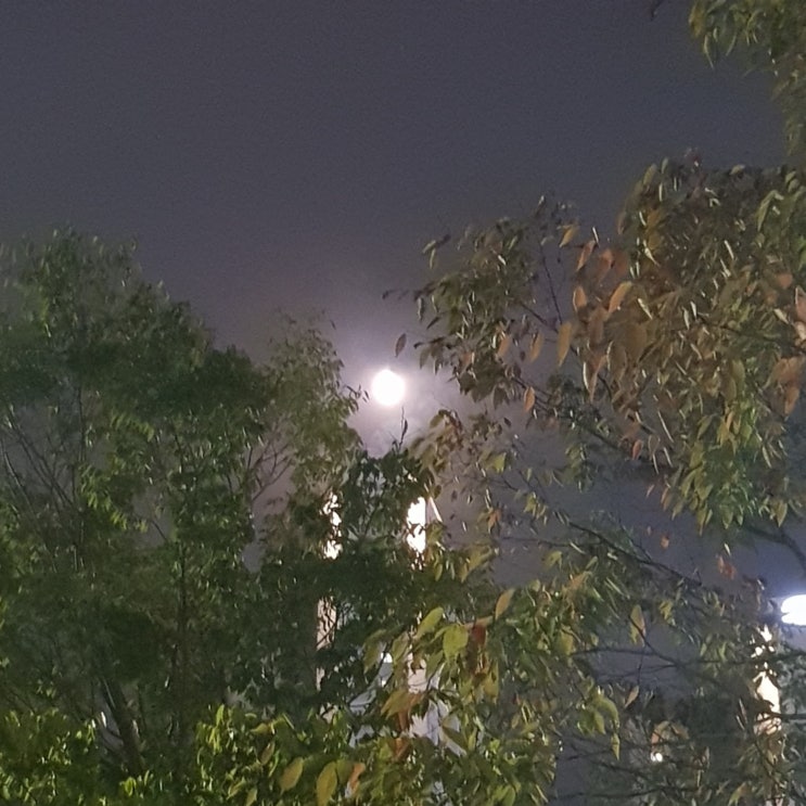  [일상] 엄마의 취미