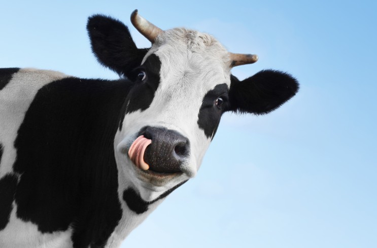 젖소 이야기 - 세계에서 우유를 공급하는 낙농 동물들