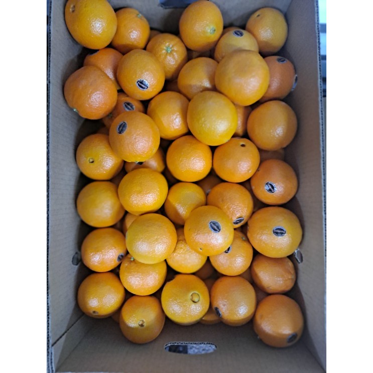 요즘 인기있는 오렌지 퓨어스팩 블랙 라벨 고당도 오렌지 17kg 72과 36과 반박스, 36과 8.5kg( 반박스) 좋아요
