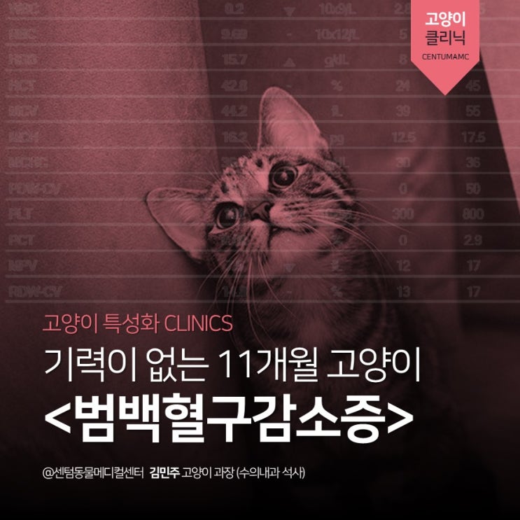 기력 없는 11개월 고양이 &lt;범백혈구 감소증&gt; 파보 바이러스 (부산 고양이 내과 센텀동물메디컬센터)