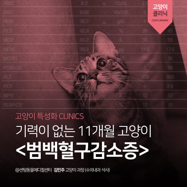  기력 없는 11개월 고양이 <범백혈구 감소증> 파보 바이러스 (부산 고양이 내과 센텀동물메디컬센터)
