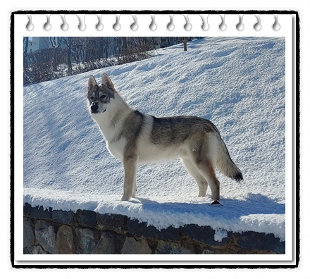  케이울프독 분양가격과 성격,역사 및 수명(K-Wolf Dog)