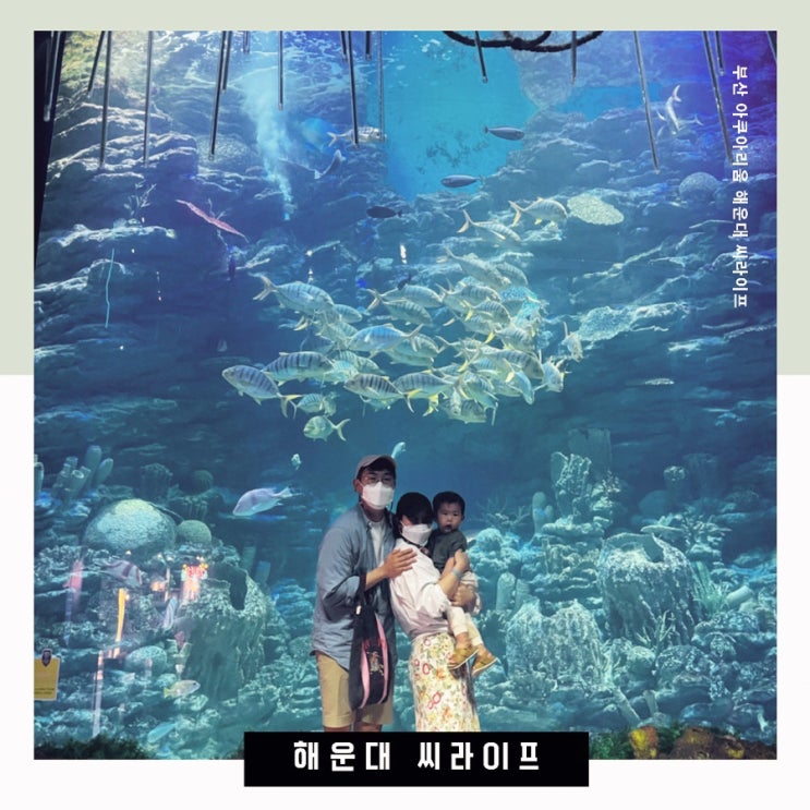  씨라이프부산아쿠아리움 상어 보기 가장 좋은 자리 알려드릴께요! 아이와 실내데이트