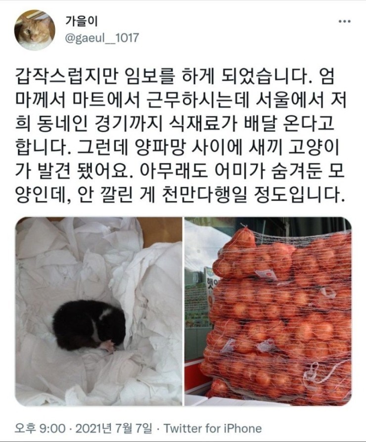  양파 속에서 발견된 새끼 고양이 양파