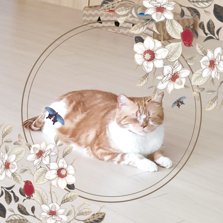  틈만 나면 자는 고양이 수면 시간과 자는 자세 알아보기