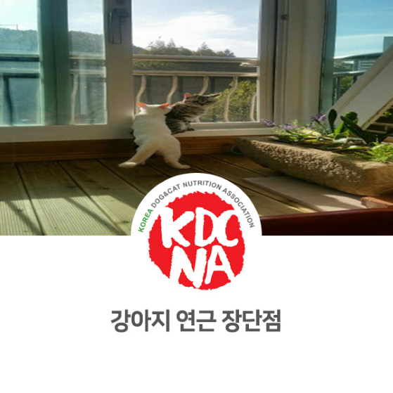  강아지 고양이 연근 장단점 [펫푸드자격증/한국반려동물영양협회/광주/나주/목포/여수/속초_854