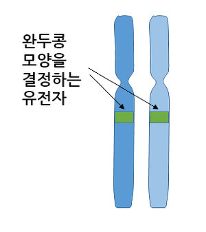 4-1. 대립유전자 (동형-이형접합성)