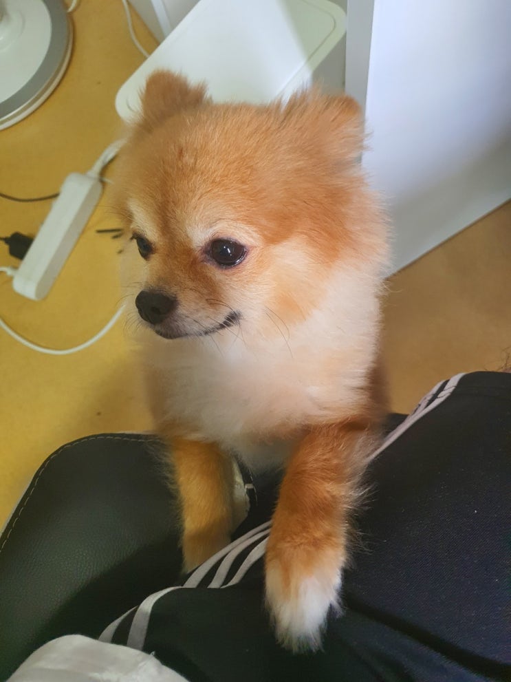  우리 집 강아지 탐나!