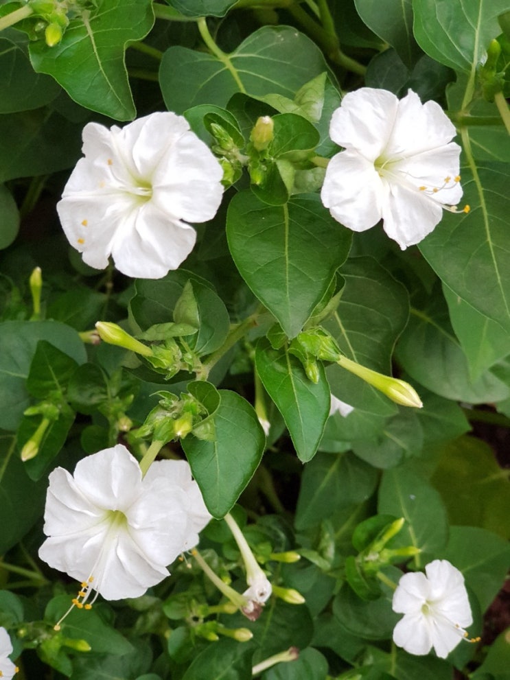 스마트폰 좀비, 생각보다 무섭군