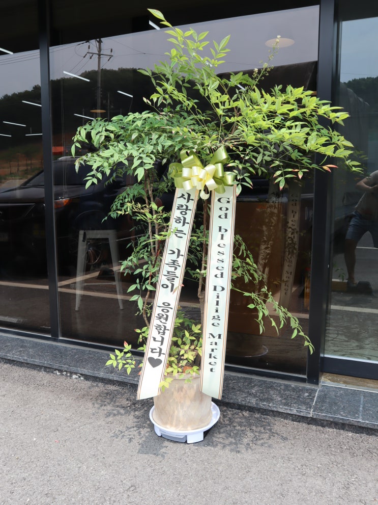  (수지꽃집) 싱그러운 남천화분, 개업축하화분, 개업화분배송건