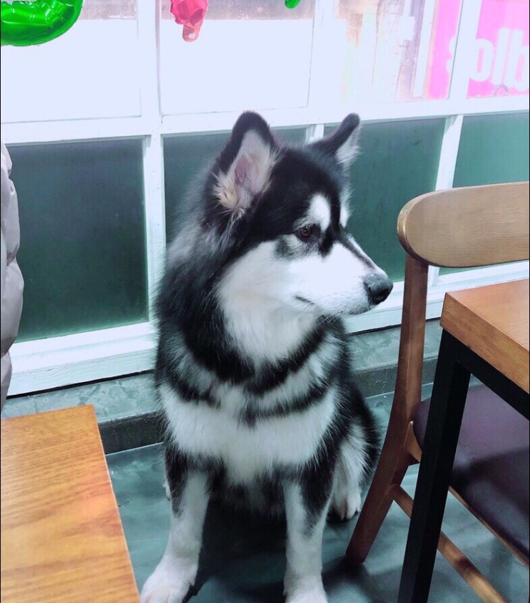  애견카페 중독 추천 - 예쁜 강아지 많은 애견카페 다녀왔어요 ~