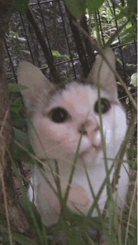 비 오는 날 길고양이와 고양이 급식소 소개