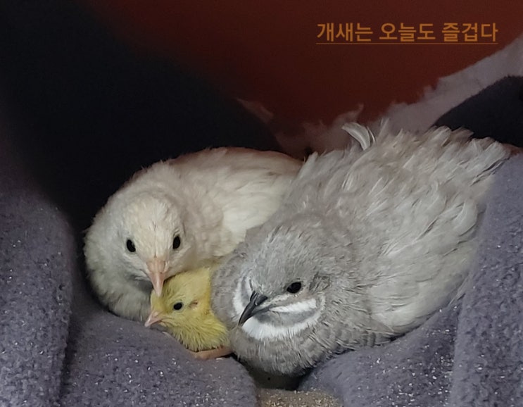  금룡이의 육아