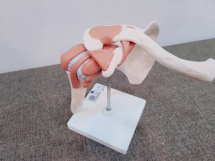  수원 영통역 한의원, 어깨 통증 전거근을 강화해야 합니다