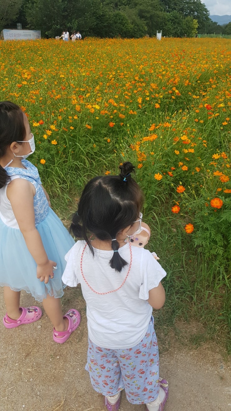  아이와 경주 전동카트 여행 (아름다운 분황사 황화코스모스, 황남동고분군, 월정교, 첨성대,국립경주박물관 에밀레종, 교촌한옥마을)