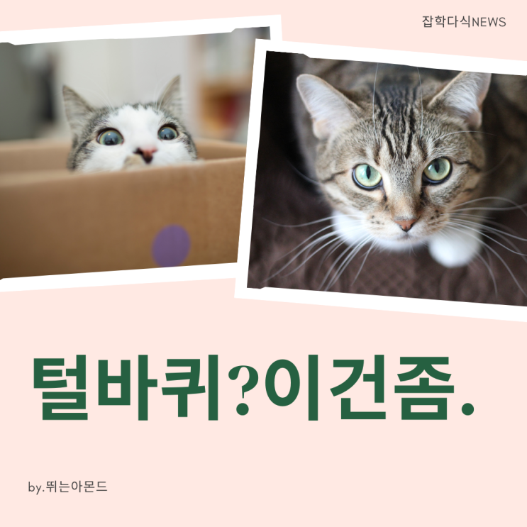  털바퀴?길고양이를 털바퀴라고 부른다는데 어떻게 생각하세요?