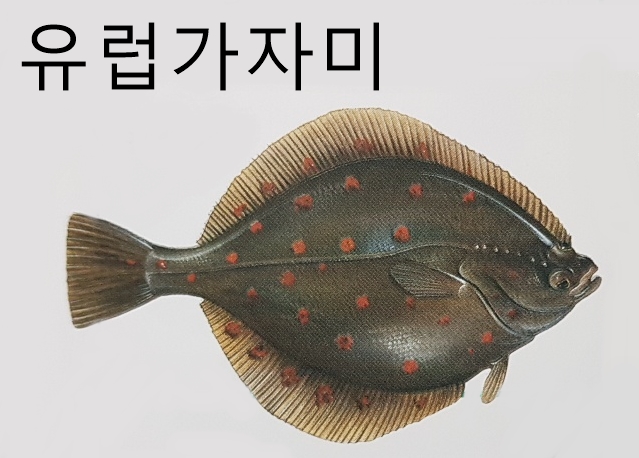 넙치 가자미 종류 특징 크기 서식지