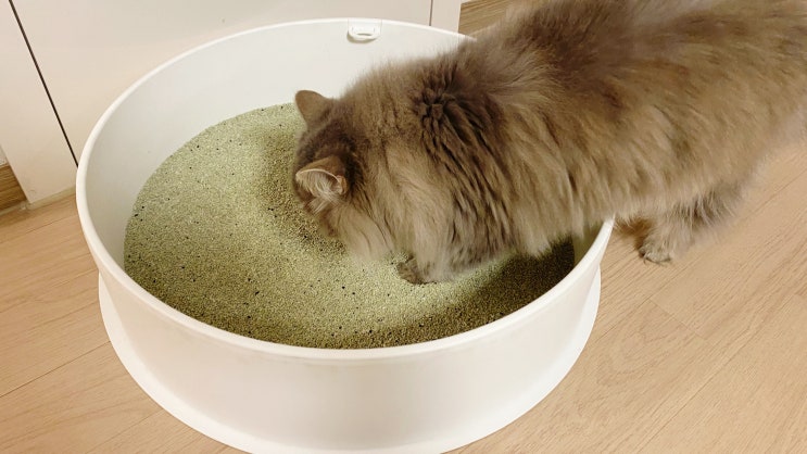  고양이 벤토나이트 모래 추천 ㅁㅊ모래 기호성도 최고
