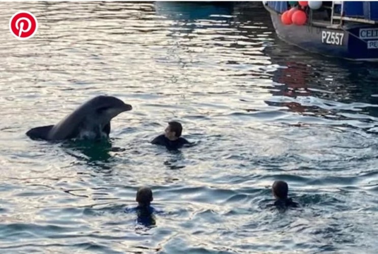  사람들과 놀고싶어 돌고래쇼 보여준 외톨이 돌고래(영상)