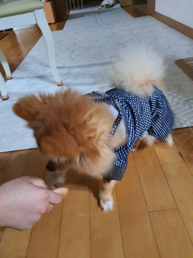  비 옷 입은 강아지 탐나