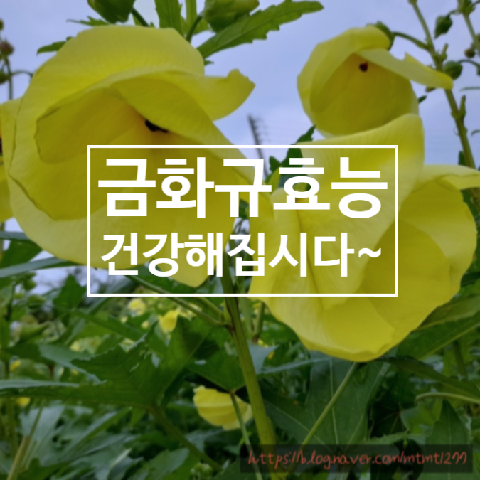  금화규효능 및 복용 방법