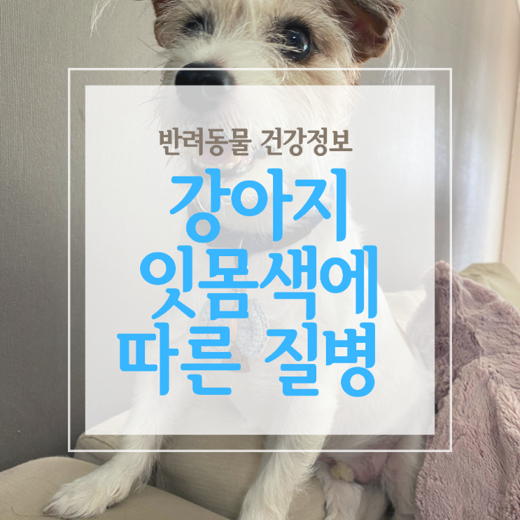  강아지 잇몸색에 따라 황달 치주염증  빈혈일 수 있어요.