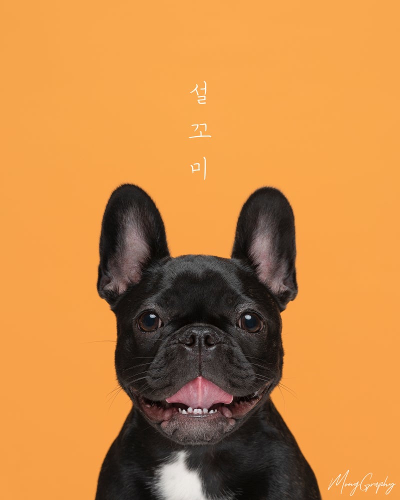 체험단 후기용 영상 찍었는데 씹는소리 너무 좋아서 피드박제🩵 그렇게 안씹고 삼키더니 요즘 좀 씹네-! #좀씹을줄아는남자  #강아지asmr 아삭소리왜좋아 사과먹을 때 소리가 좋은데 겸둥이 뭘해도 이리 귀엽고 사랑스러울 수 있냐구! 뚜뚜 덕분에 엄마 행보케  #개아들은사랑입니다 #프렌치불독 #귀엽다 정말!, image size:800x1000