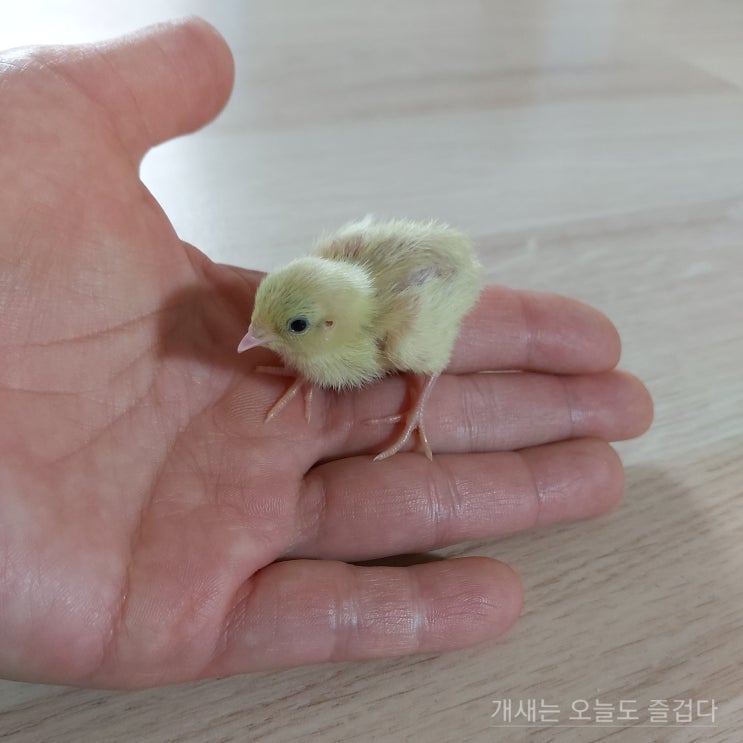  장룡이의 육아2