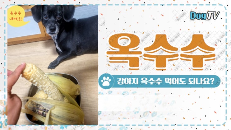 강아지장난감 바램펫 피트니스 안에 옥수수 넣어주기 강아지장난감 바램펫 피트니스 안에 옥수수 넣어주기