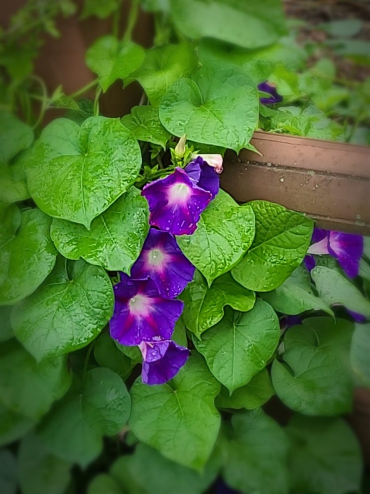  전주천 산책로에서 만난 야생화(미국나팔꽃, 둥근잎나팔꽃)