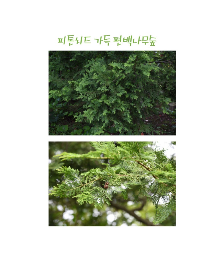 편백나무 피톤치드 향기 가을 휴양림