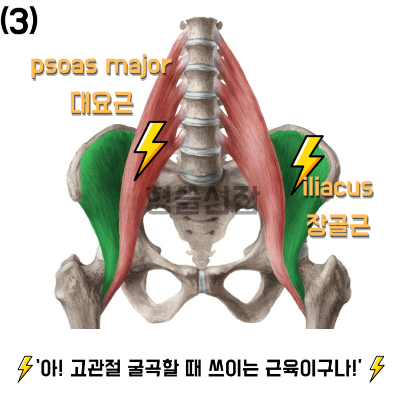 장요근 스트레칭?! 과연 장요근을 풀어주는 게 맞을까? 절대 아니다. : 네이버 블로그