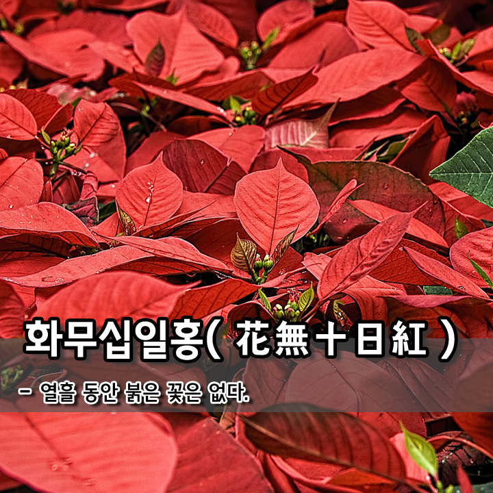  화무십일홍(花無十日紅)
