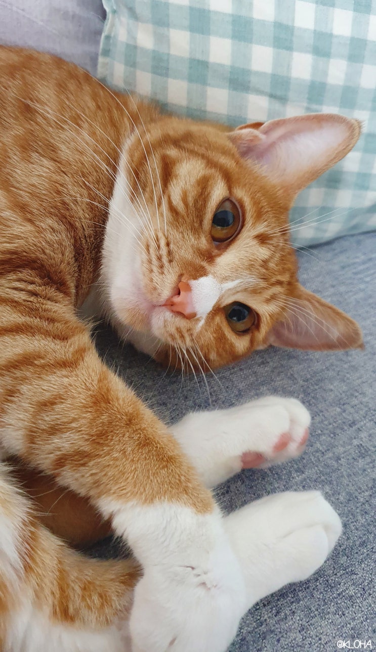  210826 일상, 코로나백신 화이자 2차접종 완료!