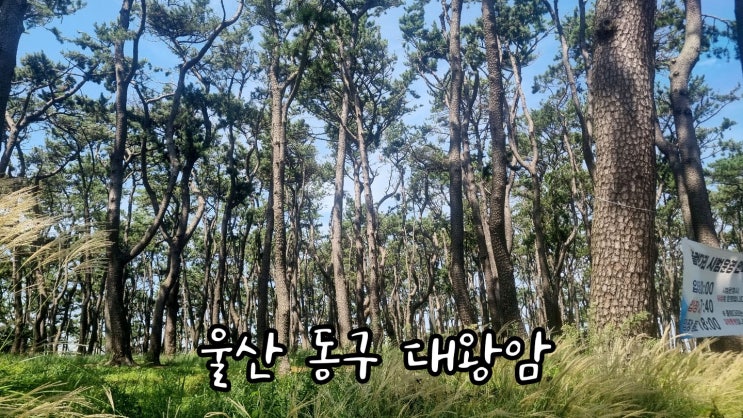  울산 동구 대왕암에서 슬도까지 걸어보자!(1편)