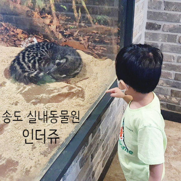  실내동물원 송도 트리플스트리트 인더쥬 개인적인 솔직후기