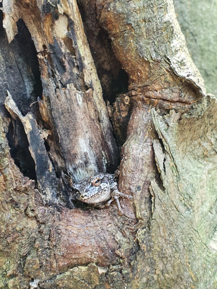  요놈이 개구리인가요? 두꺼비인가요?