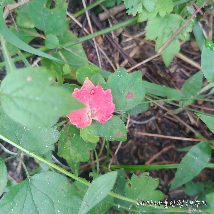   블로그 코칭 릴레이 (From 하얀이님), 답변 궁서체, 알쓸신잡 tmi 주의