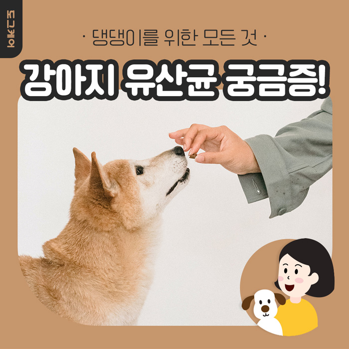  강아지 영양제 유산균 궁금증 타파