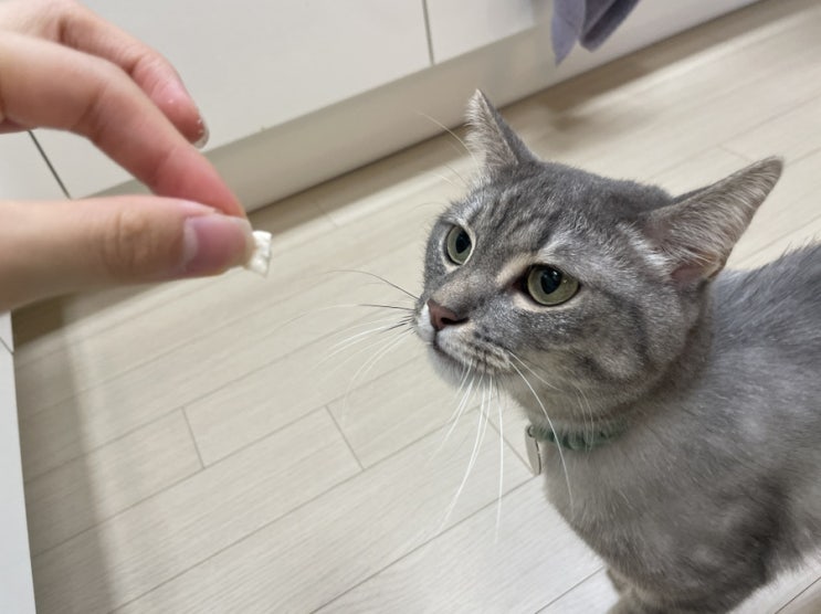  고양이사료 당일배송 고양이대통령, 로얄캐닌키튼 저렴한곳