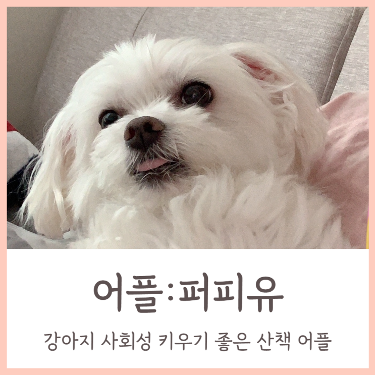  퍼피유 강아지 사회성 키우기 좋은 산책 어플