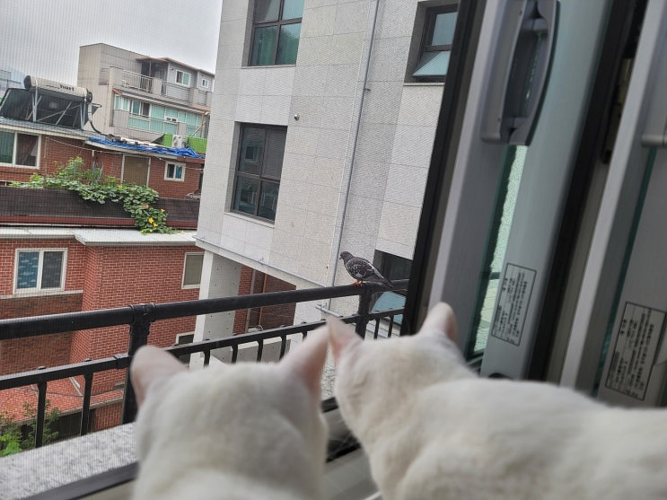  비둘기와 대치중인 도비와프리