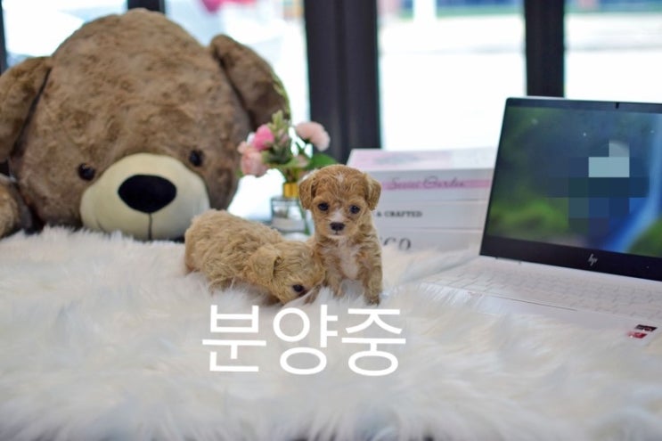  파주 토이푸들 분양 작고 소중한 크림 토이푸들