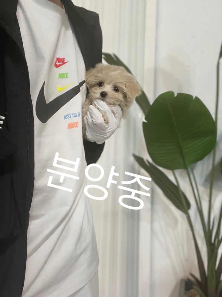  일산 강아지 분양 애교쟁이 말티푸 베베를 소개 합니다 :)
